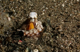 Komodo 2016 - Coconut octopus - Pieuvre noix de coco - Amphioctopus marginatus - IMG_6575_rc